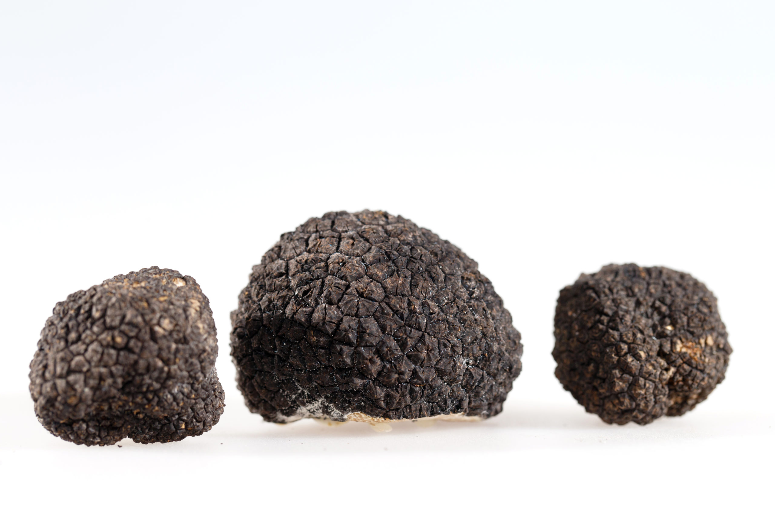 black-truffles-isolated-on-white-1-scaled.jpg